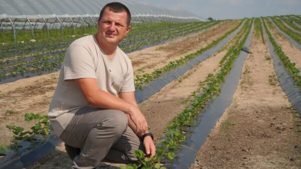 Młoda plantacja truskawek: o tym pamiętaj po wysadzeniu roślin [wpis na Sad24]
