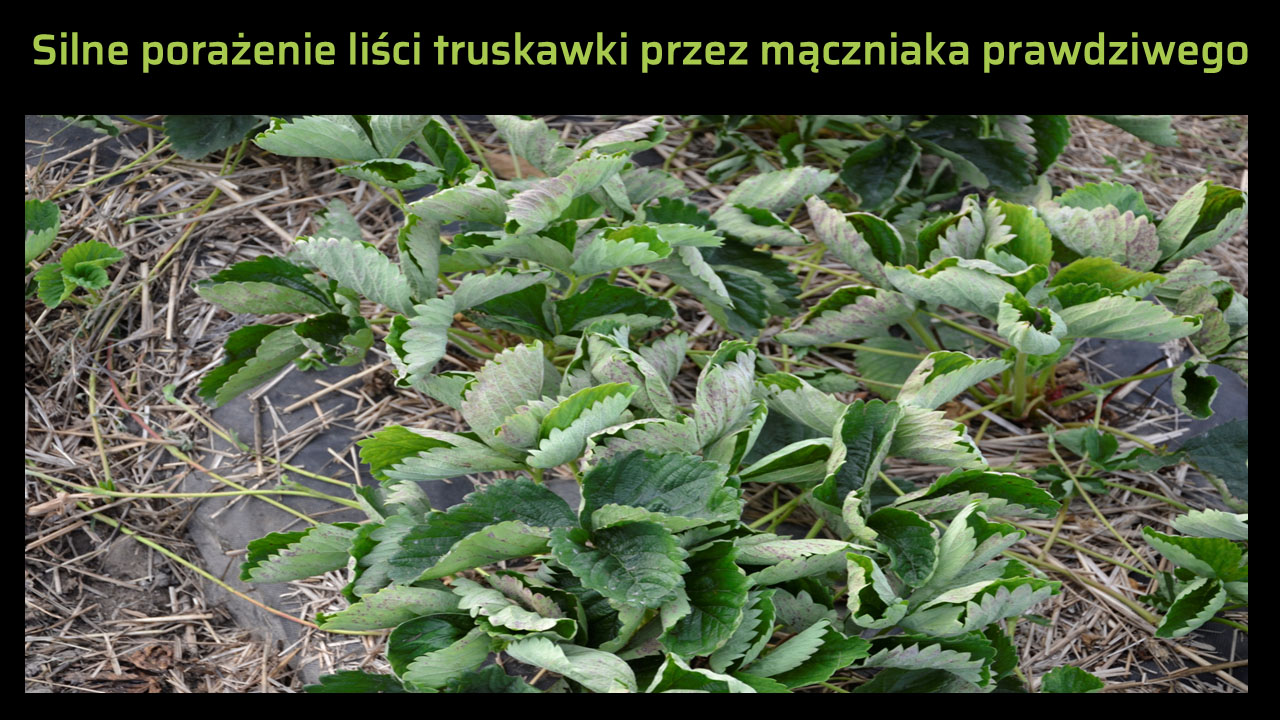 Silne porażenie liści truskawki przez mączniaka prawdziwego
