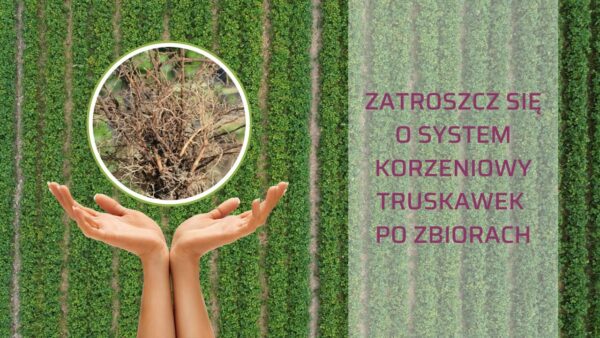 System korzeniowy truskawek po zbiorach owoców. Jak o niego zadbać?