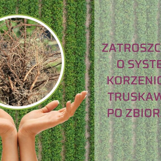 system-korzeniowy-truskawek-po-zbiorach-ow