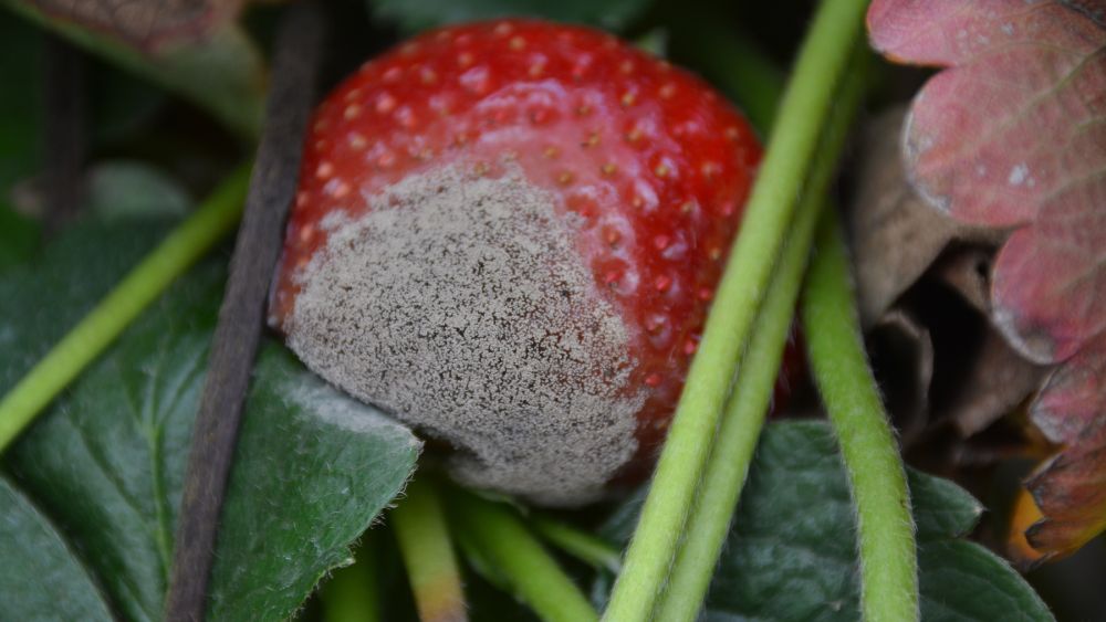 szara pleśń na owocu truskawki