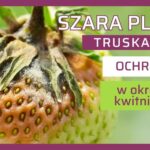 szara pleśń truskawki ochrona w okresie kwitnienia-ow