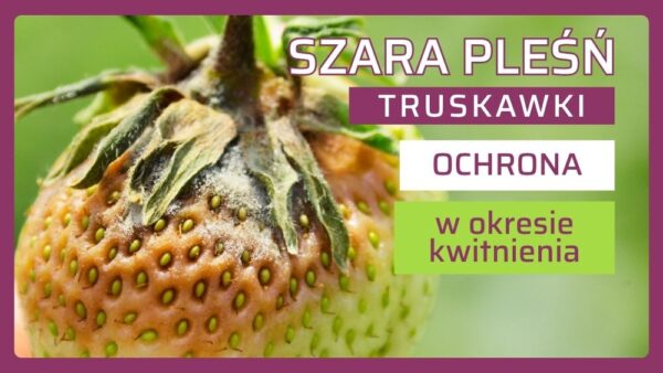 szara pleśń truskawki ochrona w okresie kwitnienia-ow