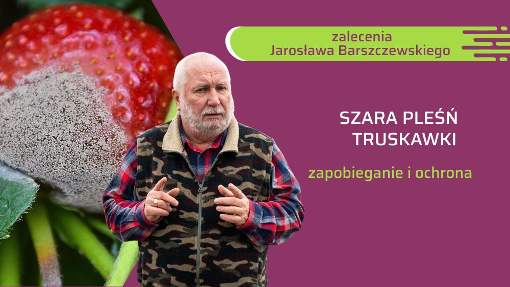 szara pleśń truskawki - zalecenia Jarosława Barszczewskiego
