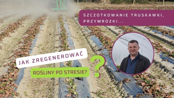 Szczotkowanie truskawek po zimie: dlaczego warto i jak ograniczyć stres roślin?