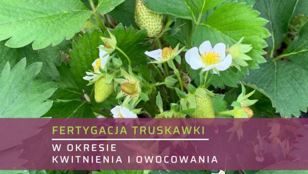 Fertygacja truskawki w okresie kwitnienia i owocowania