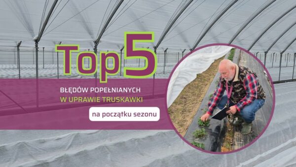 Najczęstsze błędy popełniane wiosną na plantacji truskawek – jak ich uniknąć?
