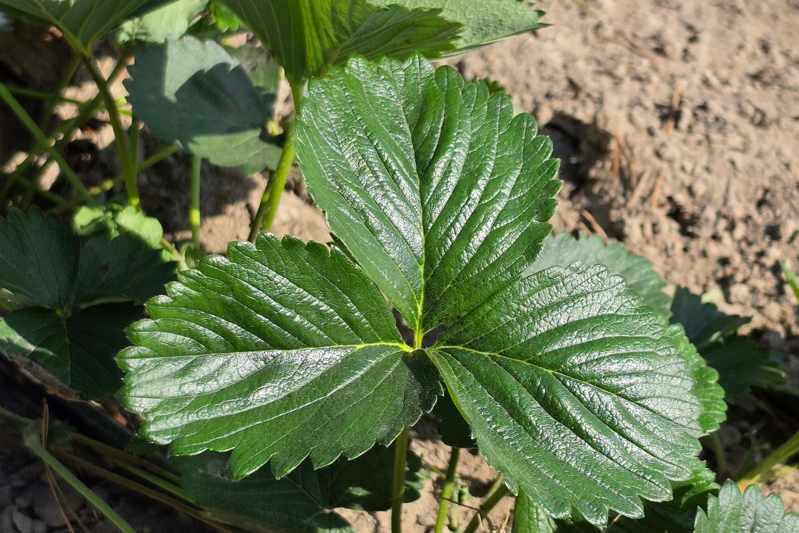 Lustracja plantacji truskawki pod kątem roztocza i przędziorka