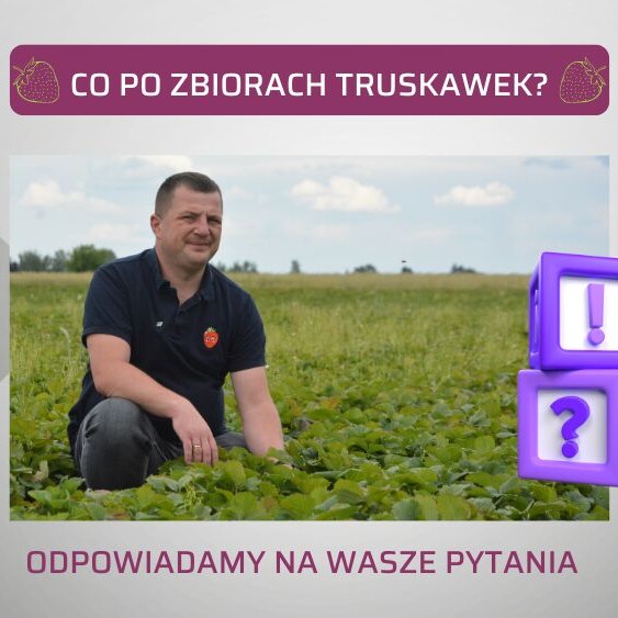 truskawka-po-zbiorach-Albert-Zwierzynski-ow