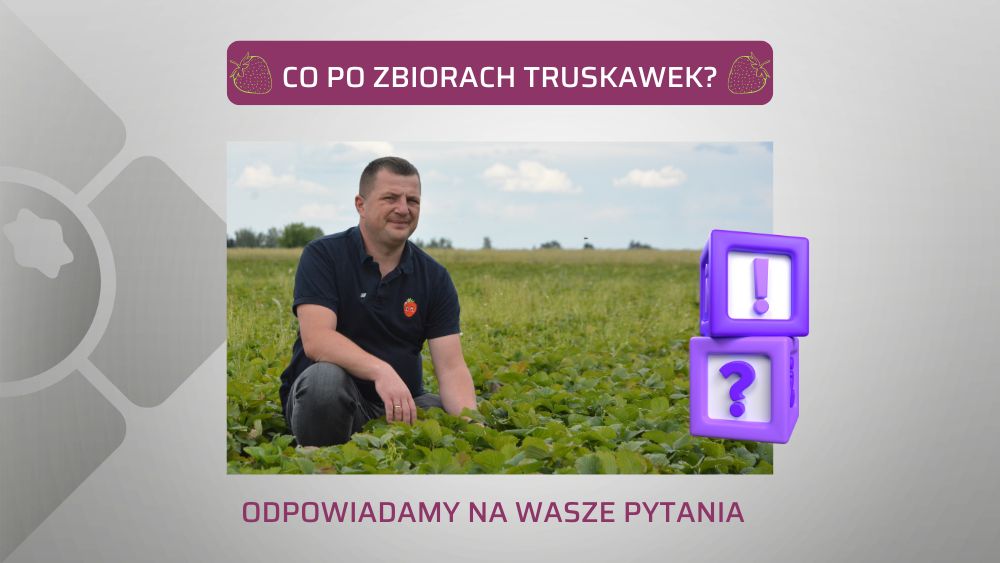 truskawka-po-zbiorach-Albert-Zwierzynski-ow