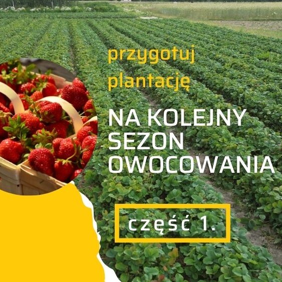 truskawki-na-kolejny-sezon-ow