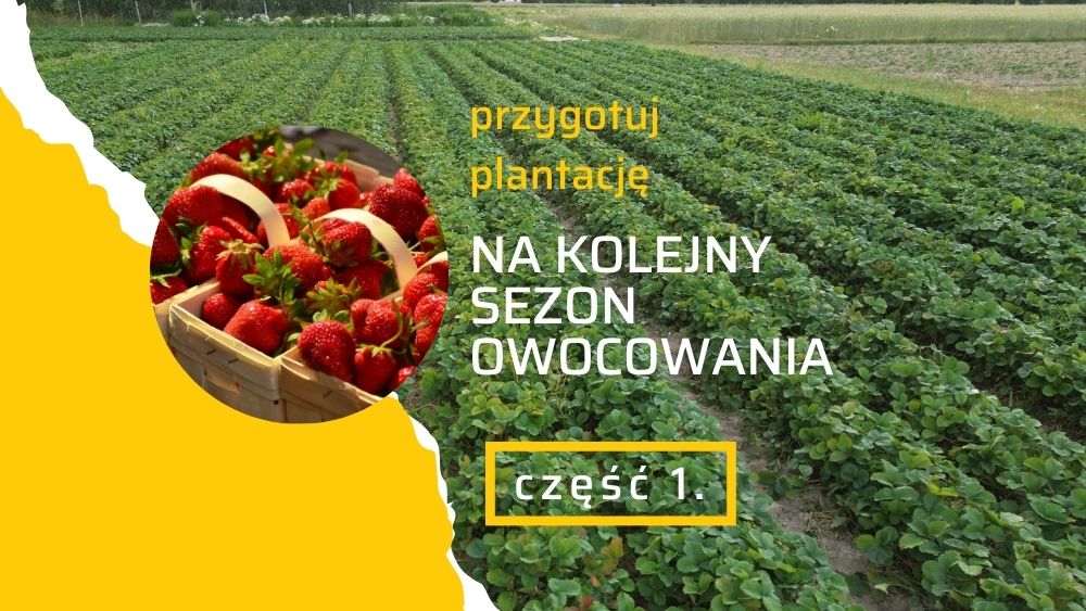 truskawki-na-kolejny-sezon-ow