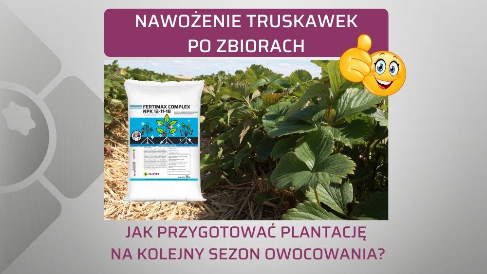 truskawki-nawozenie-po-zbiorach-ow