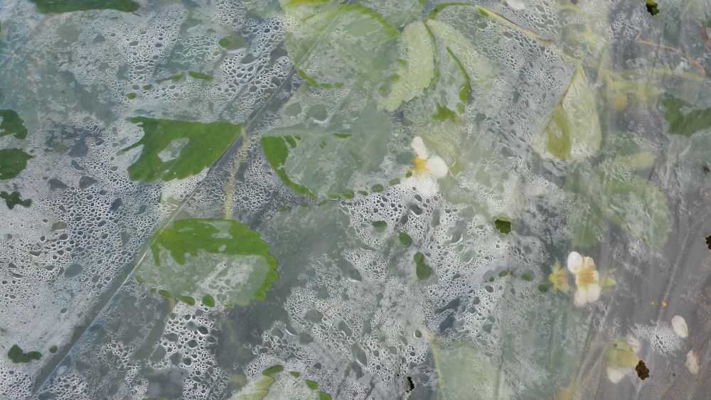 truskawki okryte folią perforowaną