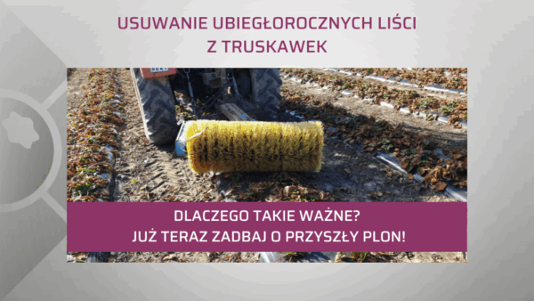 Usuwanie ubiegłorocznych liści truskawek. Dlaczego takie ważne?