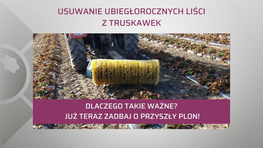 szczotkowanie truskawek