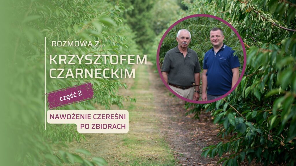 w sadzie czereśniowym nawożenie czereśni