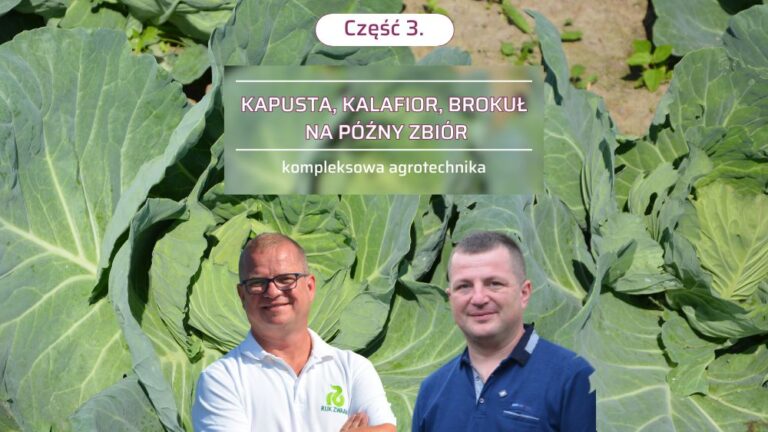 warzywa kapustne na późny zbiór