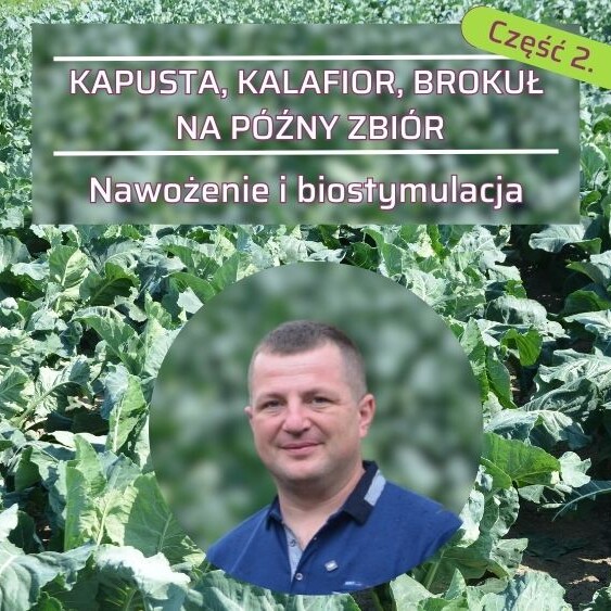 warzywa-kapustne-nawozenie-biostymulacja-Albert-Zwierzynski-ow