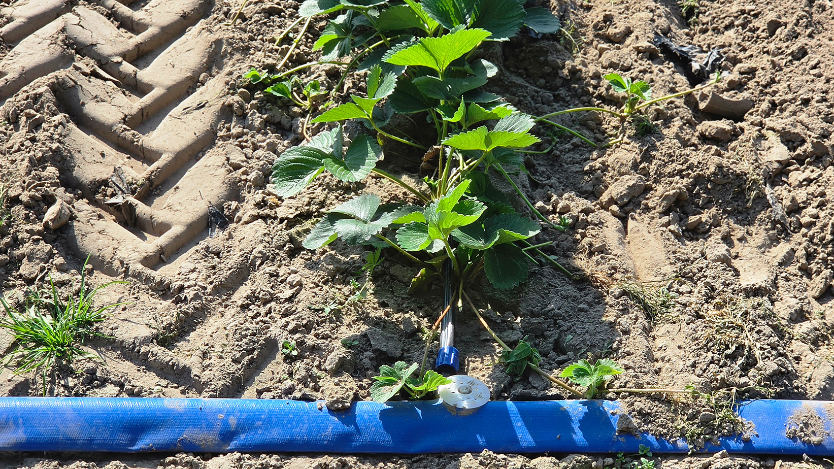 Młodea plantacji truskawki we wrześniu