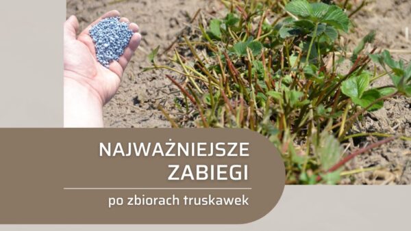 Co po zbiorach truskawek? Koszenie, nawożenie, ochrona