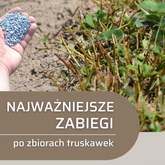 zabiegi-po-zbiorach-truskawek_OW