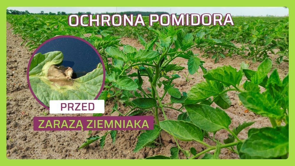 zaraza ziemniaka na pomidorach