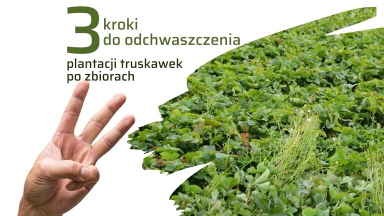 zwalczanie chwastów po zbiorach truskawek