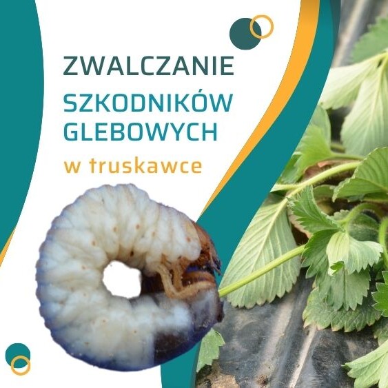 zwalczanie-szkodnikow-glebowych-w-truskawkach