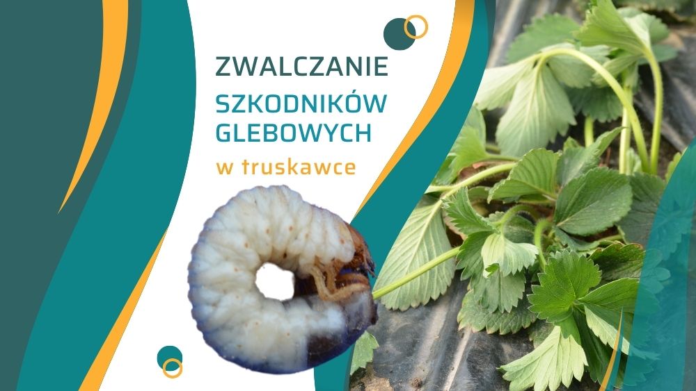 zwalczanie-szkodnikow-glebowych-w-truskawkach